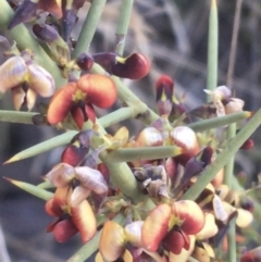 Daviesia genistifolia at Majura, ACT - 14 Sep 2021