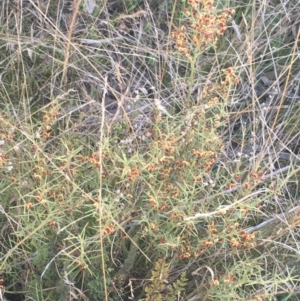 Daviesia genistifolia at Majura, ACT - 14 Sep 2021