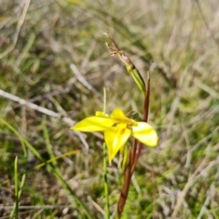 Diuris chryseopsis (Golden Moth) at Isaacs Ridge and Nearby - 21 Sep 2021 by Mike