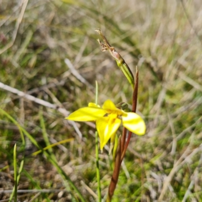 Diuris chryseopsis (Golden Moth) at Jerrabomberra, ACT - 21 Sep 2021 by Mike