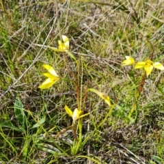 Diuris chryseopsis at Jerrabomberra, ACT - suppressed