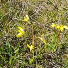 Diuris chryseopsis at Jerrabomberra, ACT - 21 Sep 2021
