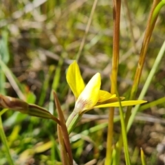 Diuris chryseopsis at Jerrabomberra, ACT - suppressed