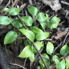 Asparagus asparagoides (Bridal Creeper, Florist's Smilax) at O'Connor, ACT - 16 Sep 2021 by NedJohnston