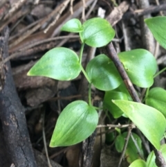 Asparagus asparagoides at O'Connor, ACT - 16 Sep 2021 09:28 AM