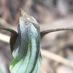 Pterostylis pedunculata (Maroonhood) at Cook, ACT - 17 Sep 2021 by NedJohnston