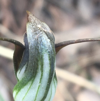 Pterostylis pedunculata (Maroonhood) at Mount Painter - 17 Sep 2021 by Ned_Johnston