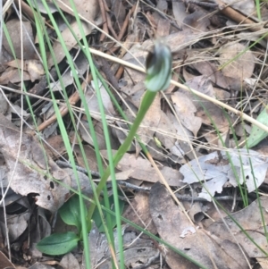 Pterostylis pedunculata at Cook, ACT - 17 Sep 2021