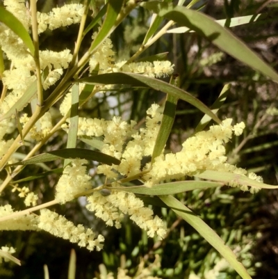 Acacia floribunda (White Sally Wattle, Gossamer Wattle) at Gossan Hill - 11 Sep 2021 by goyenjudy