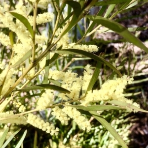 Acacia floribunda at Bruce, ACT - 12 Sep 2021 09:50 AM