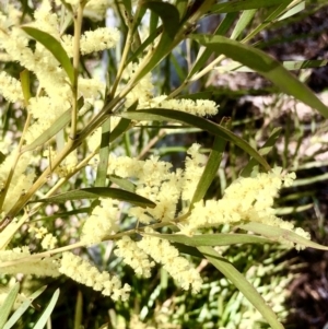 Acacia floribunda at Bruce, ACT - 12 Sep 2021