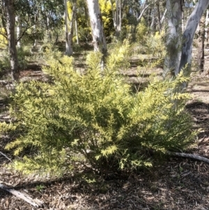 Acacia floribunda at Bruce, ACT - 12 Sep 2021