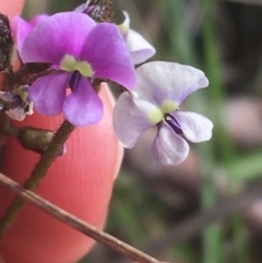 Glycine clandestina (Twining Glycine) at Mount Painter - 17 Sep 2021 by Ned_Johnston