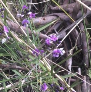 Glycine clandestina at Cook, ACT - 17 Sep 2021 02:58 PM