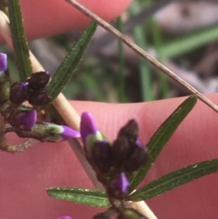 Glycine clandestina at Cook, ACT - 17 Sep 2021 02:58 PM