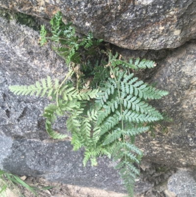 Polystichum proliferum (Mother Shield Fern) at Cook, ACT - 17 Sep 2021 by Ned_Johnston