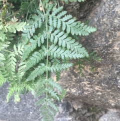 Pteridium esculentum at Cook, ACT - 17 Sep 2021