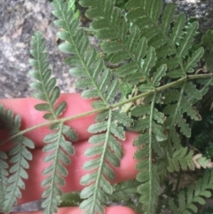 Pteridium esculentum at Cook, ACT - 17 Sep 2021