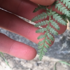 Pteridium esculentum at Cook, ACT - 17 Sep 2021