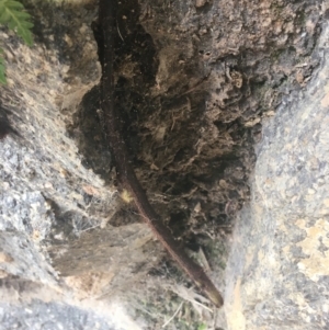 Polystichum proliferum at Cook, ACT - 17 Sep 2021