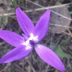 Glossodia major (Wax Lip Orchid) at Holt, ACT - 17 Sep 2021 by NedJohnston