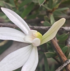 Caladenia sp. (A Caladenia) at Black Mountain - 17 Sep 2021 by Ned_Johnston