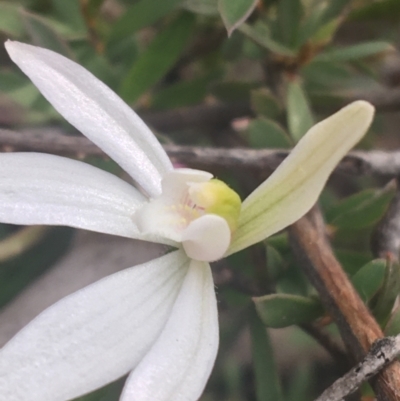 Caladenia sp. (A Caladenia) at Point 4242 - 17 Sep 2021 by NedJohnston