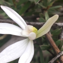 Caladenia sp. at Point 4242 - suppressed