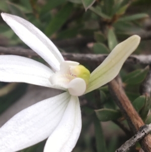 Caladenia sp. at Point 4242 - suppressed