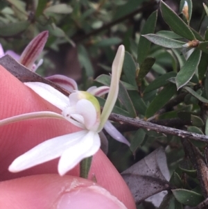 Caladenia sp. at Point 4242 - suppressed