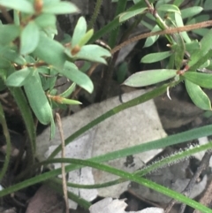 Caladenia sp. at Point 4242 - suppressed