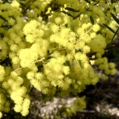 Unidentified Wattle at Bruce, ACT - 11 Sep 2021 by goyenjudy