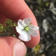 Drosera gunniana (Pale Sundew) at Black Mountain - 17 Sep 2021 by Ned_Johnston