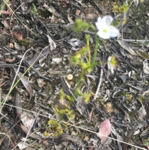 Drosera gunniana at Downer, ACT - 17 Sep 2021 03:39 PM