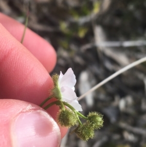 Drosera gunniana at Downer, ACT - 17 Sep 2021