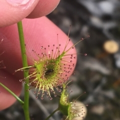 Drosera gunniana at Downer, ACT - 17 Sep 2021