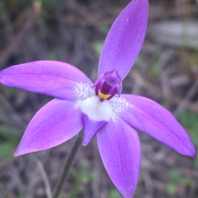 Glossodia major (Wax Lip Orchid) at Black Mountain - 17 Sep 2021 by Ned_Johnston