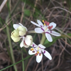 Wurmbea dioica subsp. dioica at Downer, ACT - 17 Sep 2021 04:05 PM