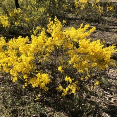 Acacia buxifolia subsp. buxifolia (Box-leaf Wattle) at Gossan Hill - 2 Sep 2021 by goyenjudy