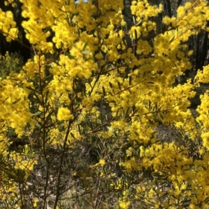 Acacia buxifolia subsp. buxifolia at Bruce, ACT - 2 Sep 2021 10:22 AM