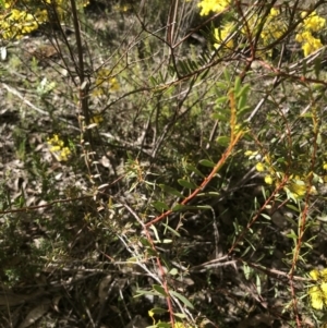 Acacia buxifolia subsp. buxifolia at Bruce, ACT - 2 Sep 2021 10:22 AM