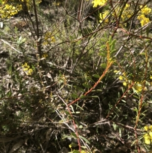 Acacia buxifolia subsp. buxifolia at Bruce, ACT - 2 Sep 2021