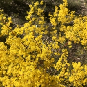 Acacia buxifolia subsp. buxifolia at Bruce, ACT - 2 Sep 2021