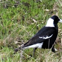 Gymnorhina tibicen (Australian Magpie) at Dunlop, ACT - 21 Sep 2021 by trevorpreston