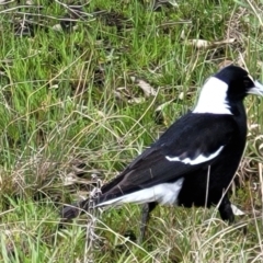 Gymnorhina tibicen (Australian Magpie) at Dunlop Grasslands - 21 Sep 2021 by tpreston