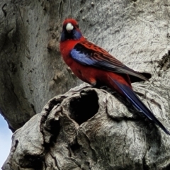 Platycercus elegans (Crimson Rosella) at Dunlop, ACT - 21 Sep 2021 by trevorpreston