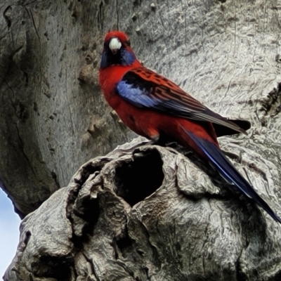 Platycercus elegans (Crimson Rosella) at Dunlop, ACT - 21 Sep 2021 by trevorpreston