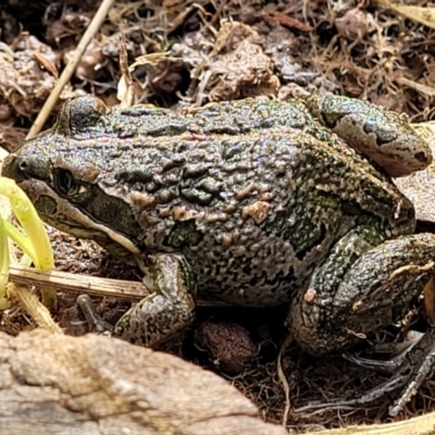Limnodynastes tasmaniensis (Spotted Grass Frog) at Dunlop, ACT - 21 Sep 2021 by trevorpreston