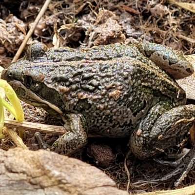 Limnodynastes tasmaniensis (Spotted Grass Frog) at Dunlop, ACT - 21 Sep 2021 by tpreston
