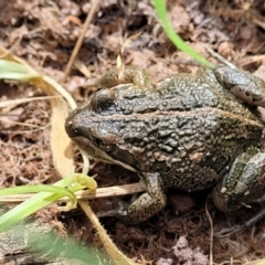 Limnodynastes tasmaniensis at Dunlop, ACT - 21 Sep 2021 02:09 PM